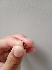 Camponotus