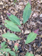 Ditrysinia fruticosa