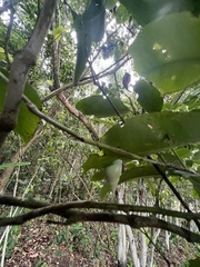 Leiostracus perlucidus