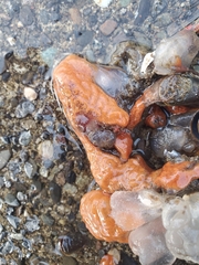 Botrylloides violaceus