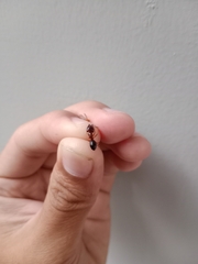 Camponotus