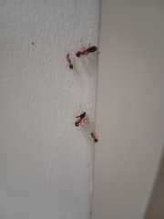 Camponotus