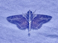 Dolichosomastis