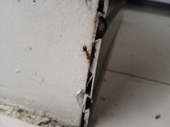 Camponotus