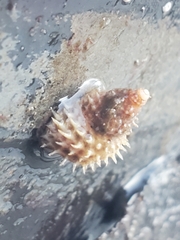 Trichotropis cancellata
