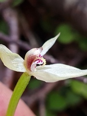 Adenochilus gracilis
