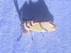 Trosia nigropunctigera