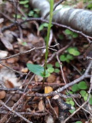 Adenochilus gracilis