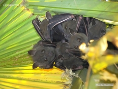 Cynopterus sphinx