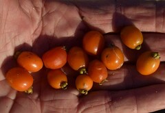 Eugenia reinwardtiana