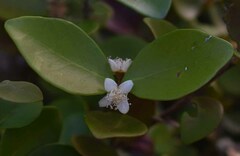 Eugenia reinwardtiana