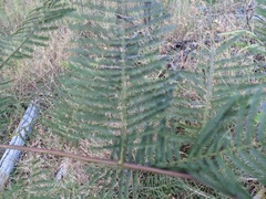 Acacia irrorata