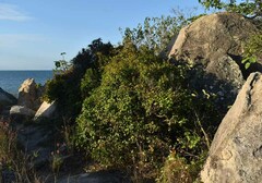 Eugenia reinwardtiana