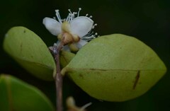 Eugenia reinwardtiana