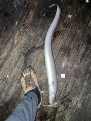 Conger oceanicus