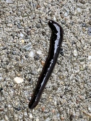 Kontikia ventrolineata