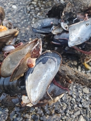Mytilus trossulus