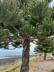 Araucaria bidwillii
