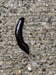 Kontikia ventrolineata