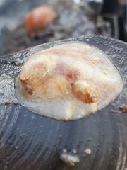 Crepipatella lingulata