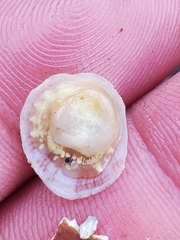 Crepipatella lingulata