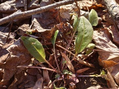 Hesperis matronalis