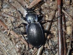 Carabus deyrolei