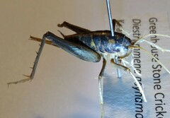 Ceuthophilus pallidus