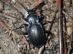 Carabus deyrolei