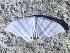 Epiplema albipennaria