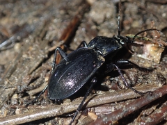 Carabus deyrolei