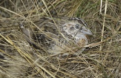 Turnix pyrrhothorax