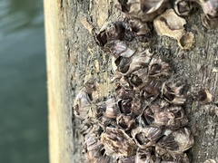 Amphibalanus amphitrite