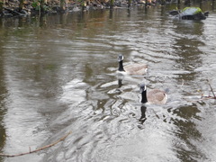 Branta canadensis