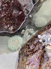 Anthopleura xanthogrammica