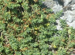 Thymelaea dioica