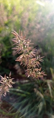 Eragrostis neesii