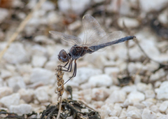 Selysiothemis nigra