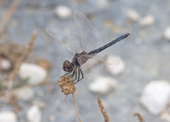 Selysiothemis nigra