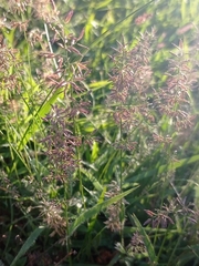 Eragrostis neesii