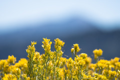 Ericameria paniculata