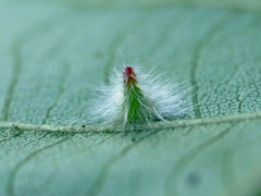 Caryomyia albipilosa