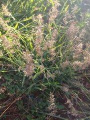 Eragrostis neesii