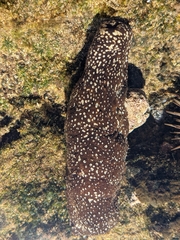 Actinopyga varians