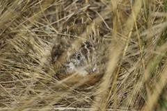 Turnix pyrrhothorax