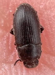 Opatrini