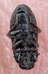 Opatrini