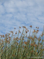 Schoenoplectus californicus