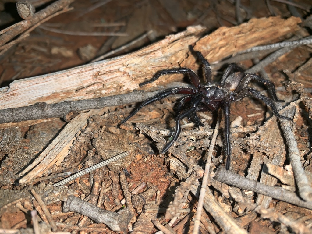 Wishbone Spiders from Nombinnie Nature Reserve, Mount Hope, NSW, AU on ...