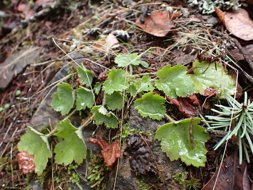 Heuchera micrantha